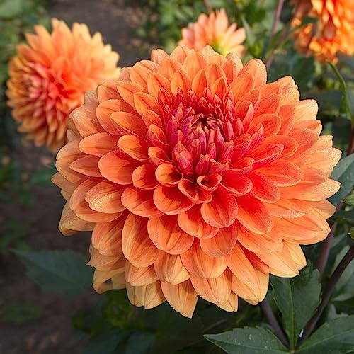 dahlien blumenstauden winterhart blumenwiesensaat blumengarten gartenpflanze frühlingsblumen blumensamen balkon schnittblumen topfpflanzen echt pflanztopf gartendeko für draußen 15samen