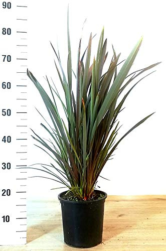 POWERS TO FLOWERS - FORMIO, PHORMIUM BLACK pianta vera