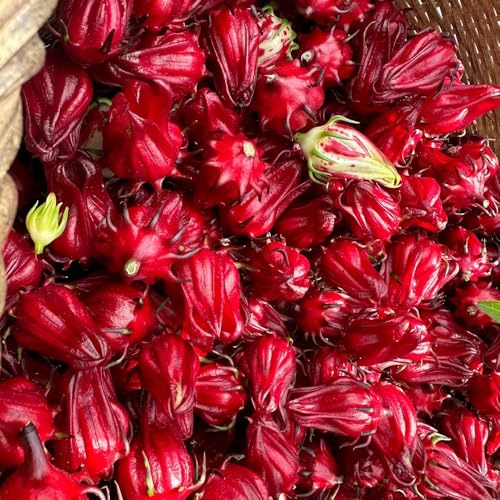 Semillas de Hibiscus sabdariffa, de exterior resistentes exóticas invernaderos de balcón semillas de de verano de interior de semillas de 300pcs