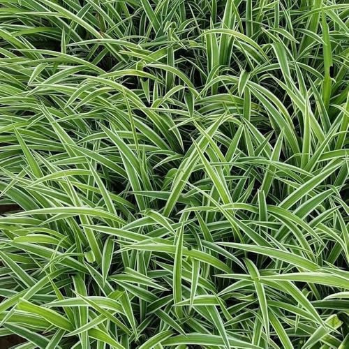 GrünlilieSamen - zimmerbonsai Grünlilie Chlorophytum comosum, pflanzensamen winterharte für garten immergrüne winterhart büropflanzen 60pcs