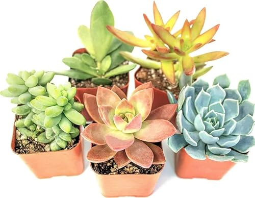 5 Unidades de Suculentas Mini Perfectas para el Interior o el Exterior del Hogar