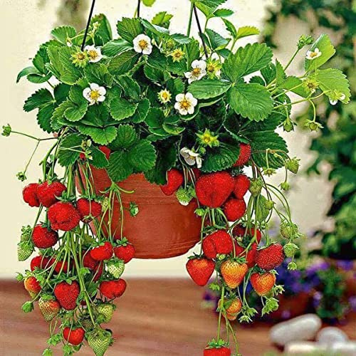 10 Stk. Hängeerdbeere Selva Setzlinge - Leckere Erdbeeren - Erdbeeren Pflanzen - Erdbeerpflanzen - Gesundes Obst - Widerstandsfähig - Leicht Anzubauen - für Garten und Balkon - Frigo Methode