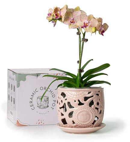 HERDUK Maceta de cerámica para orquídeas, macetas de orquídeas de 6.5 pulgadas con agujeros y platillo, maceta de orquídeas para trasplantar, maceta para el cuidado de orquídeas y la salud de las