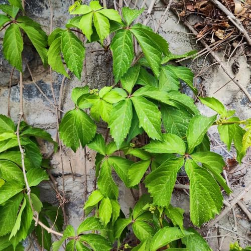 Semi di vite selvatica, decorativa, semi di esotiche Parthenocissus tricuspidata, rampicanti perenni vite selvatica resistente a crescita rapida rampicanti 600pcs