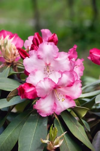 Rhododendron 'Lem's Monarch' 40–50 cm – Immergrün, Winterhart, Mehrjährig – Rhododendron – Zierstrauch für Garten & Kübel
