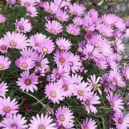 Park Farm Plants 3X Osteospermum jucundum compactum OSTEOSPERMUM jucundum Large Perennial Plug Plants.