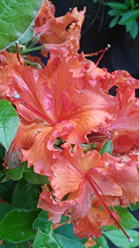 Sommergrüne Azalee Gibraltar - Rhododendron luteum Gibraltar - 40-50cm