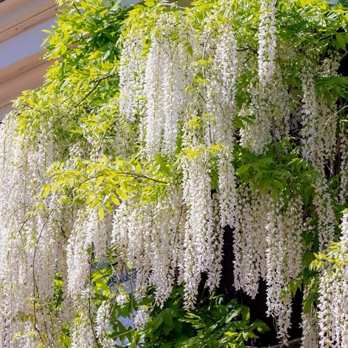 Blauregen Wisteria floribunda Alba – Weiße Blüten – 11 cm x H40 cm – Duftende Kletterpflanze – Für Pergolen, Zäune & Wände