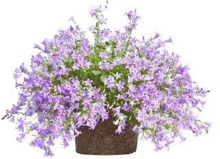 Campanula Portenschlagiana | DECOALIVE | Campanilla | Flor de Exterior | Planta Natural