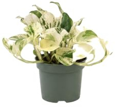 Epipremnum Happy Leaf Natural Poto Happy Leaf - DECOALIVE Planta Viva para Interior Maceta 12 cm Altura 25 cm