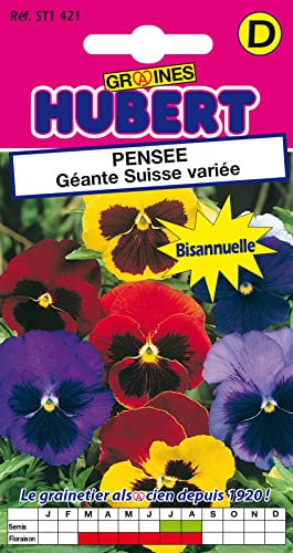 Graines de Pensée géante Suisse variée - 0,3 grammes