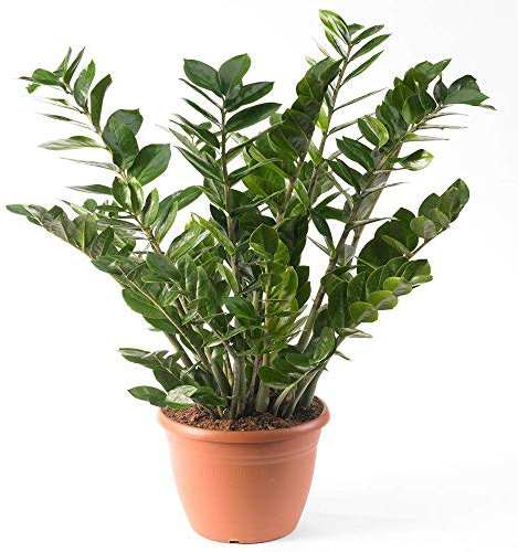 Zamioculca Zamiifolia Houseplant - Premium Indoor Potted House Plant in 13cm