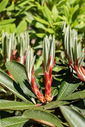 Rhododendron Hybride Traillianum 60-70 cm winterhart immergrün Zierstrauch