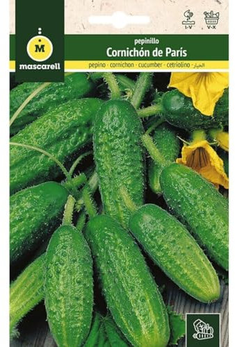 Mascarell Semillas, PEPINO, Semillas Huerto, PEPINILLO CORNICHÓN DE PARÍS, Crea tu Propio Huerto Urbano y Cultivo en Casa, Plantas Hortícolas, 5 Gramos