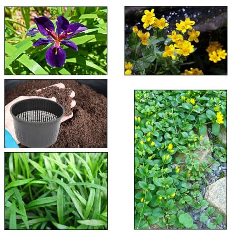 Lincolnshire Pond Plants Ltd - XS Pack Louisanna Black Gamecock - 3 Marginal Plants & 1 Oxygenating Plant - Live Water Plant Aquatic Pond Lake Marginal