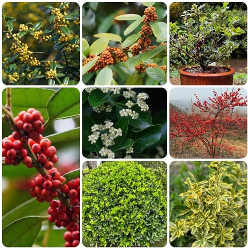 Semi di agrifoglio - semi di Ilex chinensis - decorazione del giardino per esterno Le sempreverdi sono resistenti e cespugli 200pcs