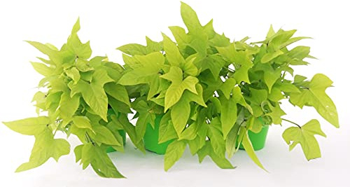 POWERS TO FLOWERS - IPOMEA LIME, 3 PIANTE, VASO 14 CM, piante vere