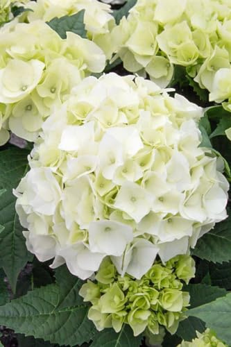 Hydrangea macrophylla 'Vanilla Sky' 30-40 cm – Winterhart, Mehrjährig, Pflegeleicht – Bauernhortensie – Blütenstrauch für Garten & Kübel