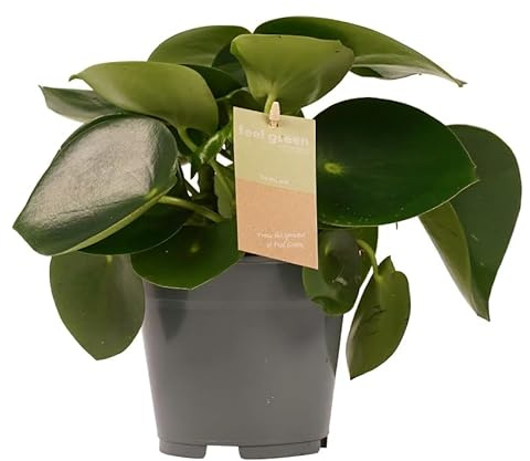Peperomia Raindrop Natural Planta de Interior Exótica y de Cuidado Mínimo
