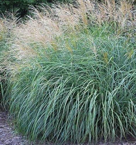 Maiden Grass Adagio Miscanthus Sinensis - Easy-Growing Ornamental Grass, Compact Size for Small Gardens & Containers, Stunning Fall & Winter Blooms, Low Maintenance, Zones 4-9, (1GAL, 1-2FT)