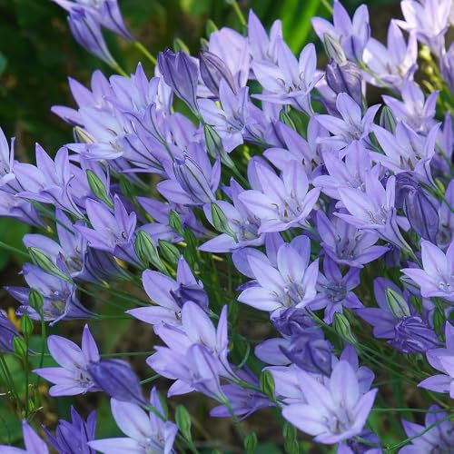 15 Brodiaea 'Queen Fabiola' – Vibrant Violet-Blue Starflowers – Summer-Blooming Perennial Bulbs – Perfect for Cluster Displays in Your Garden – Ideal for UK Climate