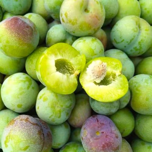 pflaumenbaumsamen kaufen - topfpflanzen draußen winterhart zwetschgenbaum gewächshaus balkon zimmerpflanzen indoor exotische 12pcs