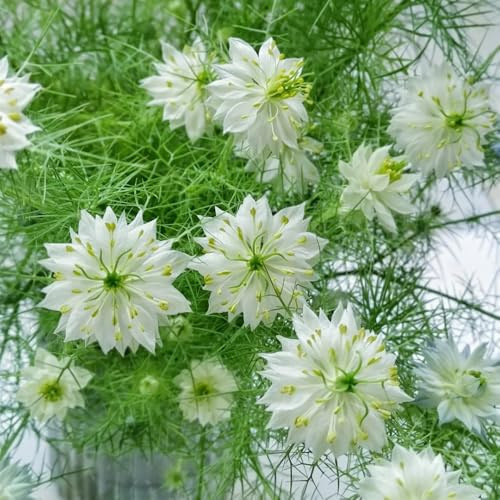 Vergine nel Seme Verde - resistenti Nigella damascena - le da giardino roccioso sono resistenti decorazione del giardino per esterno per luoghi soleggiati 500pcs