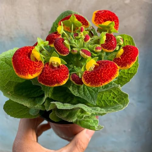 Calceolaria - silvestres fácil de cultivar hermosas jardín en a 130semillas
