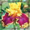 iris bulbos, bulbos de iris ， iris germanica ， iris flores ， iris hollandica, iris germanica bulbos, bulbos de flor iris