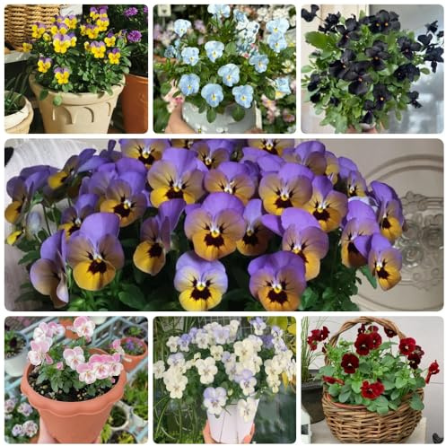 Semi di viola cornuta resistenti, perenni resistenti Viola cornuta, decorazione del giardino per esterno esotici, comprare viole 150pcs