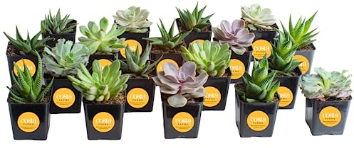 Costa Farms Succulents, Live Succulent Plants (18-Pack) Assorted Grower's Choice Live House Plants, Nursery Planter Pots, Potting Soil Mix, Bulk Gift for Baby Shower, Bridal Shower, DIY, Party Favors