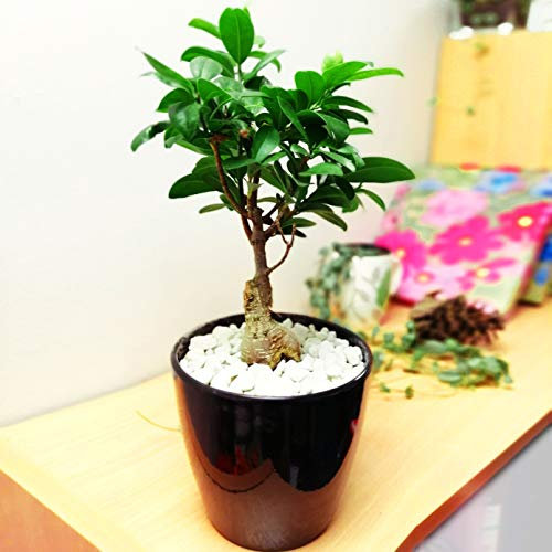 Easy Plants Ginseng Ficus Laurel Pot Belly Fig Bellied Table Plant in Ceramic Black Tubus Pot
