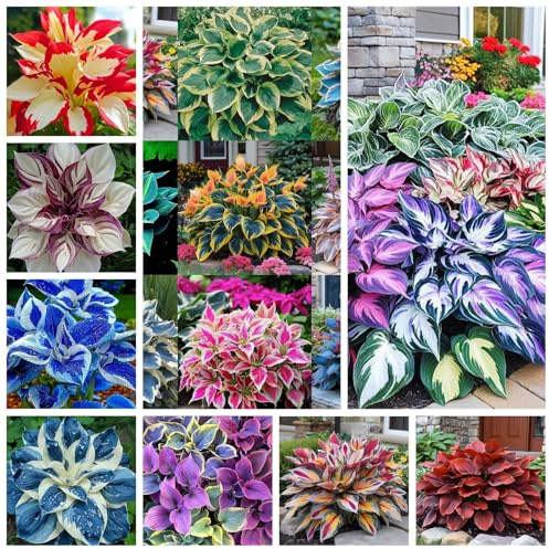 Bulbi di Hosta | Eleganti,Sottili,Delicati, Compatti, Robusti, Arieggiati-4 Bulbi-A