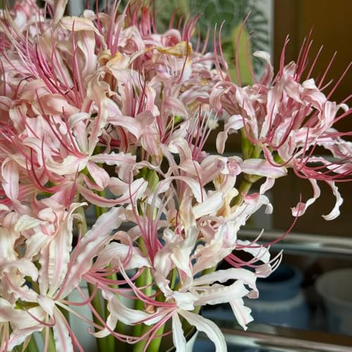 giglio ragno, giglio di sangue - Coltivare giardino su un balcone lycoris radiata di rari a primaverile balcone, 18bulbi