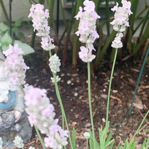 semi resistenti di lavanda - giardino roccioso decorative perenni tappezzante 500pcs