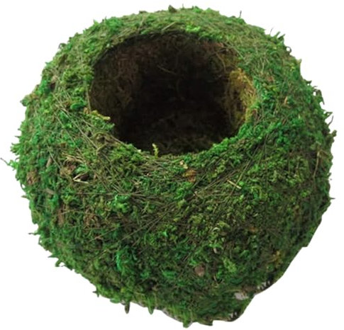 Palla di muschio, 6 pollici Fioriera naturale Bonsai Muschio Kokedama Vaso di fiori Verde Bonsai Porta piante per giardinaggio fai-da-te Piantare Decorazione della tavola di casa Kokedama Marimo Palla