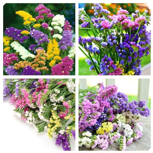 Semi di Statice Sinuata, Miscuglio di Fiori Colorati per Giardini e Aiuole, 5g, Fioritura Estiva, Altezza 30 cm