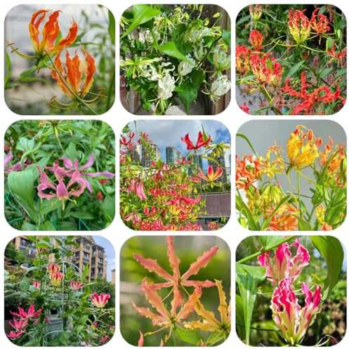 bulbi di giglio fiamma - freschi, decorazione del giardino esterno giglio torcia, perenne resistente, autunnali primaverili, 6pcs
