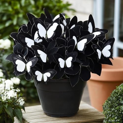 Hosta Bulbi, piante erbacee perenni, Hosta Bulbi grande, Ambiente paesaggistico, Hosta in vaso, profumate, pianta Hosta(Non artificiali)-4 Bulbi-G
