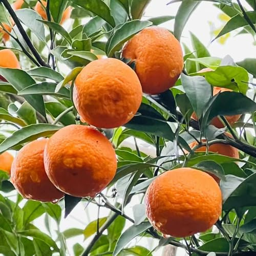 orangenbaum balkongarten biosaatgut winterharte kübelpflanzen pflanztopf gartenpflanzen hochbeete für garten topfpflanzen dekopflanzen bonsaibaum exotische zimmerpflanzen obstbäume 50samen