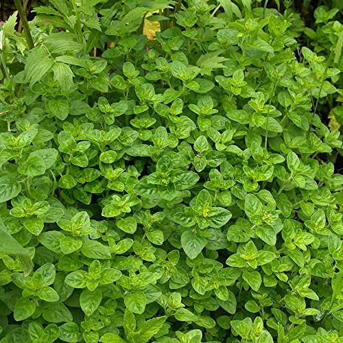 Marjoram Compact - Grow Your Own Outdoor Garden Herb (10-20cm, 8cm Pot)