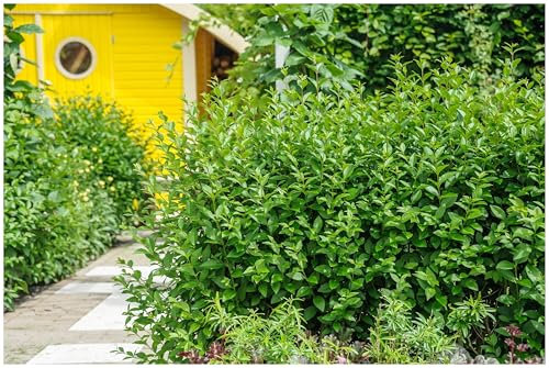 10 x Ligustrum ovalifolium 'Green Diamond' (Gehölz/Heckenpflanze/Winterhart/Mehrjährig/Immergrün) Ovalblättriger Liguster - Der funkelnde Star unter den Heckenpflanzen - von Stauden Gänge