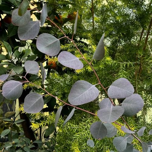 eukalyptus baumsamen blumensamen balkon garten wildblumensamen blumenbeet balkon wildkräuter kräuterpflanzen bonsaibaum büropflanzen hängepflanzen winterhart mehrjährig winterharte 1200samen