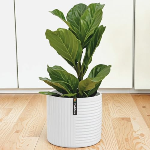 Fox&Fern vaso da fiori M con struttura a linee - vaso grande da 24 cm con drenaggio dell'acqua - adatto per supporto da fiori Fox&Fern M (25 cm di diametro) - colore: bianco