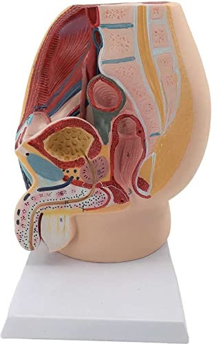 Männliches Becken-Midsagittal-Schnittmodell, Genitalorgan-Modell, Erwachsenes Männliches Sagittales Anatomiemodell, Prostata, Blase, Samenbläschen, Anatomie Des Männlichen Fortpflanzungssystems
