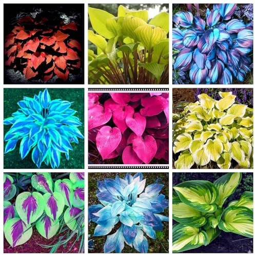 Hostas Bulbs for Planting UK Strong Plants That Grow Well Golden Jade Carving Feels Beautiful Now Mixed Garden Crop for Planting Now Greening Flower Cut Flowers Flowering Rhizome-4Bulbs-greenD