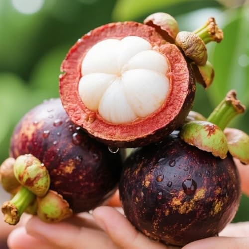 semi di mangostano, acquistarere da Semi di mangostano, colonnare da nani resistenti balcone frutteto serre balcone colonnari resistenti regali per gli 100pcs