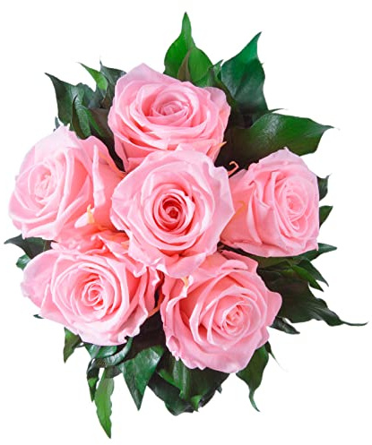ROSEMARIE SCHULZ Heidelberg Infinity Blumenstrauß echte konservierte Rosen Lange haltbar bis zu 3 Jahre (6 Rosen, Rosa)