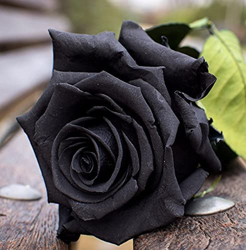 Nueva Rose semillas de flores negro 30pcs