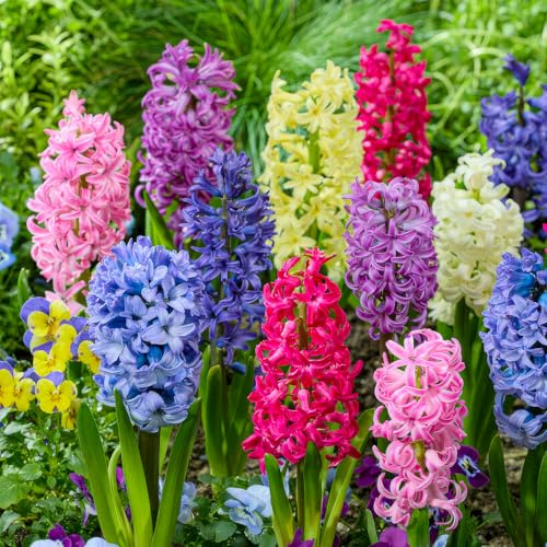 FLORIUM Giacinti Collezione Orientale (15 cipolle) Miscela profumata perenne | 3 varietà/colori, bulbi invernali olandesi per giardino, terrazza Portare profumo e colore (senza semi)